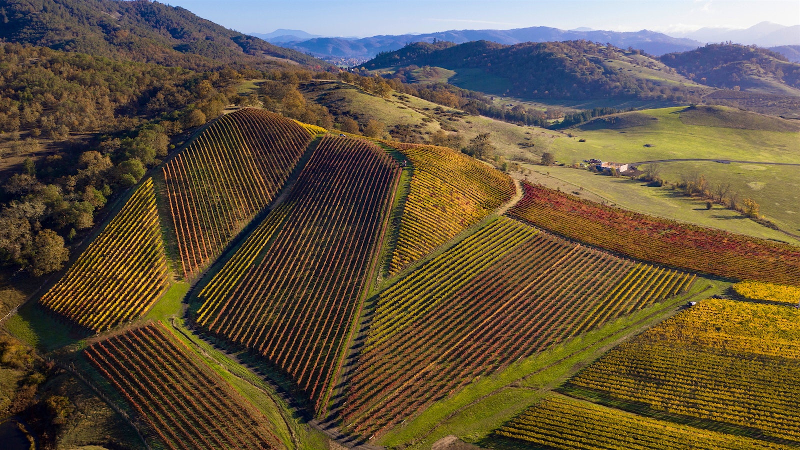 Aerial view of vineyard plots at Abacela